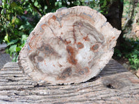 Polished Large Petrified Wood Slices x 1 From Gokwe, Zimbabwe