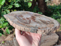 Polished Large Petrified Wood Slices x 1 From Gokwe, Zimbabwe