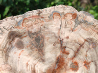 Polished Large Petrified Wood Slices x 1 From Gokwe, Zimbabwe