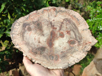 Polished Large Petrified Wood Slices x 1 From Gokwe, Zimbabwe