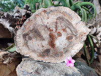 Polished Large Petrified Wood Slices x 1 From Gokwe, Zimbabwe