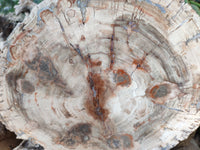 Polished Large Petrified Wood Slices x 1 From Gokwe, Zimbabwe
