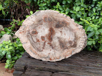 Polished Large Petrified Wood Slices x 1 From Gokwe, Zimbabwe