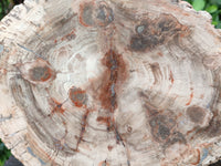 Polished Large Petrified Wood Slices x 1 From Gokwe, Zimbabwe