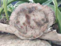Polished Large Petrified Wood Slices x 1 From Gokwe, Zimbabwe