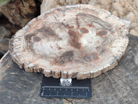 Polished Large Petrified Wood Slices x 1 From Gokwe, Zimbabwe