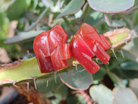 Polished Carnelian Agate Elephant Fridge Magnets - Sold per Set of 10 - From China