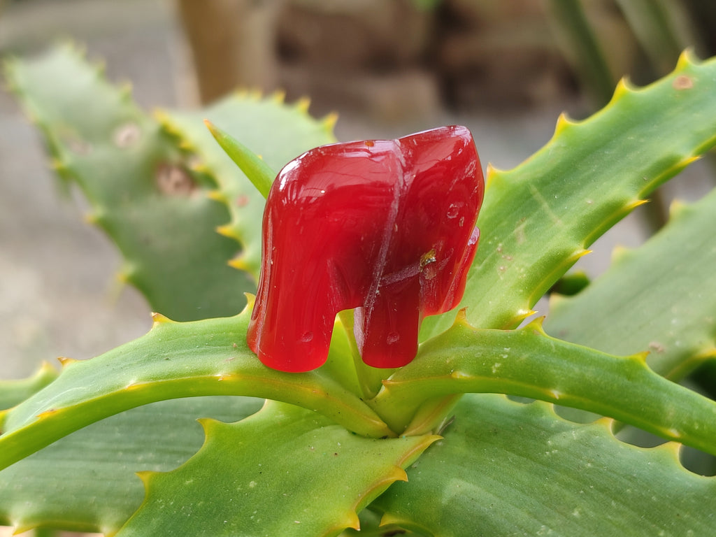 Polished Carnelian Agate Elephant Fridge Magnets - Sold per Set of 10 - From China - Toprock Gemstones and Minerals 