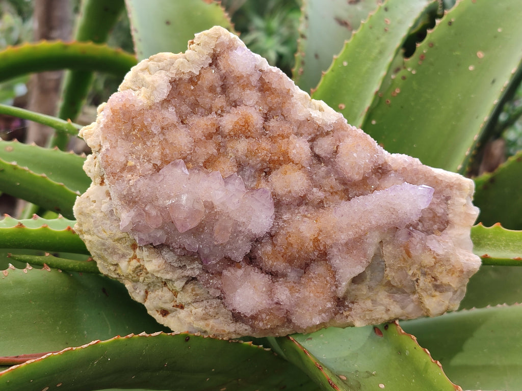 Natural Amethyst Spirit Quartz Clusters x 2 From Boekenhouthoek, South Africa - Toprock Gemstones and Minerals 