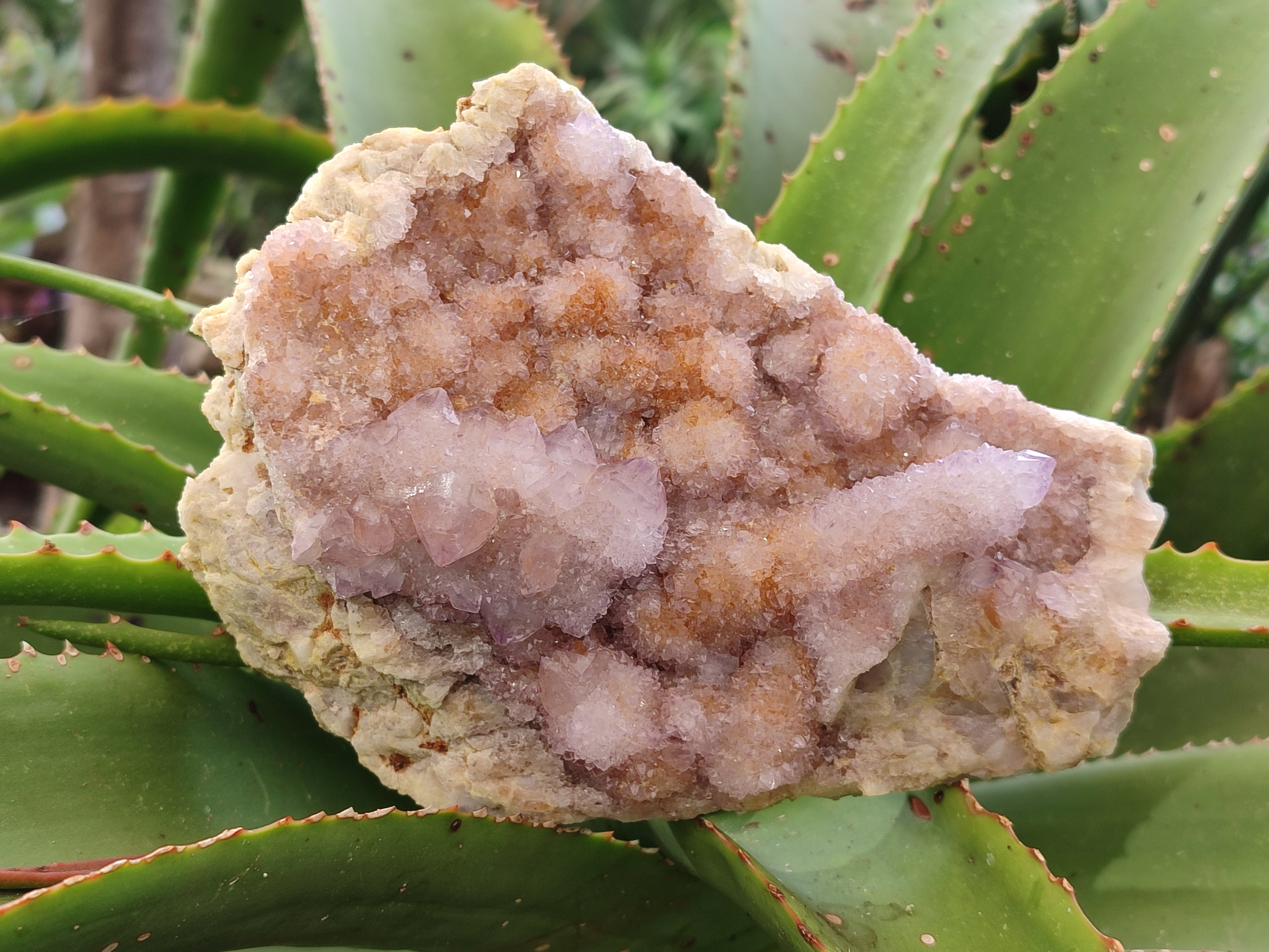 Natural Amethyst Spirit Quartz Clusters x 2 From Boekenhouthoek, South Africa - Toprock Gemstones and Minerals 