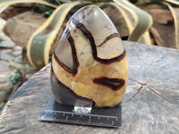 Polished Septerye Standing Free Forms x 3 From Mahajanga, Madagascar