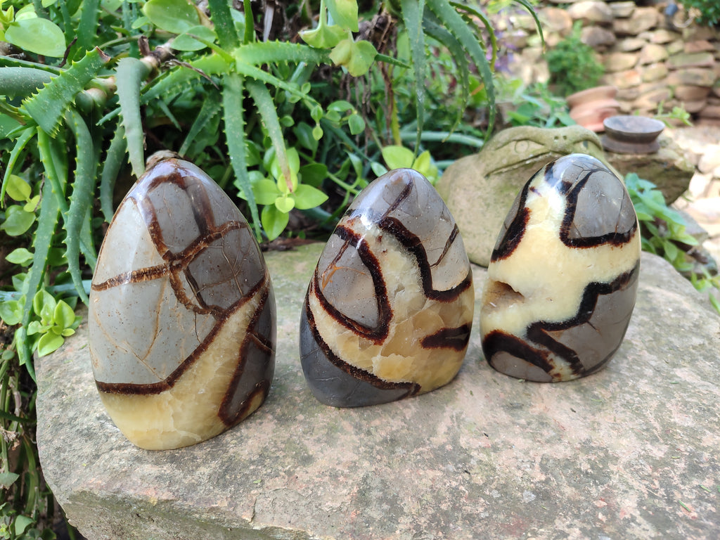 Polished Septerye Standing Free Forms x 3 From Mahajanga, Madagascar - Toprock Gemstones and Minerals 