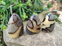 Polished Septerye Standing Free Forms x 3 From Mahajanga, Madagascar
