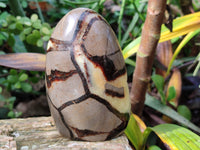 Polished Septerye Standing Free Forms x 3 From Mahajanga, Madagascar