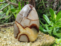 Polished Septerye Standing Free Forms x 3 From Mahajanga, Madagascar