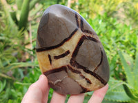 Polished Septerye Standing Free Forms x 3 From Mahajanga, Madagascar