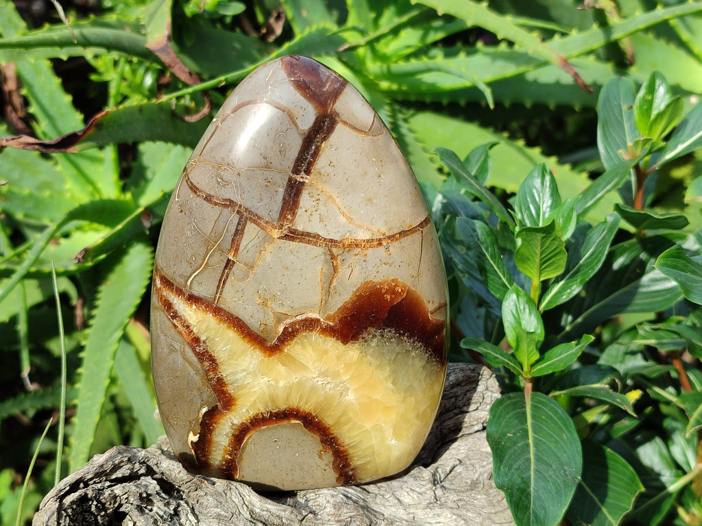 Polished Septerye Standing Free Forms x 3 From Mahajanga, Madagascar - Toprock Gemstones and Minerals 