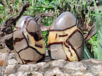 Polished Septerye Standing Free Forms x 3 From Mahajanga, Madagascar