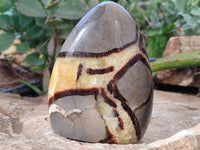 Polished Septerye Standing Free Forms x 3 From Mahajanga, Madagascar
