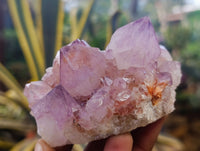 Natural Cactus Flower Smokey Amethyst Spirit Clusters x 3 From South Africa