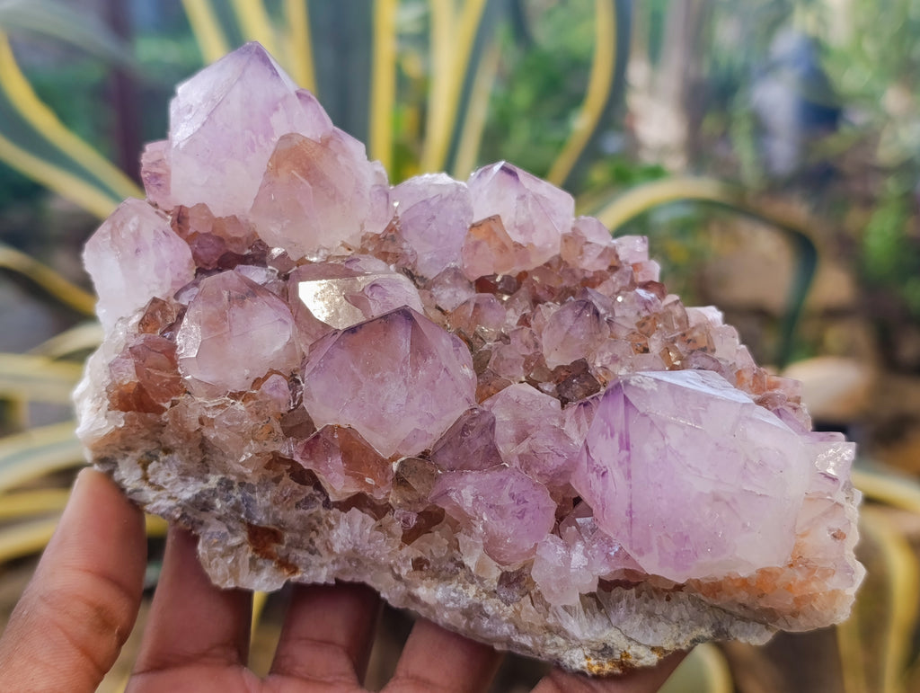Natural Cactus Flower Smokey Amethyst Spirit Clusters x 3 From South Africa - Toprock Gemstones and Minerals 