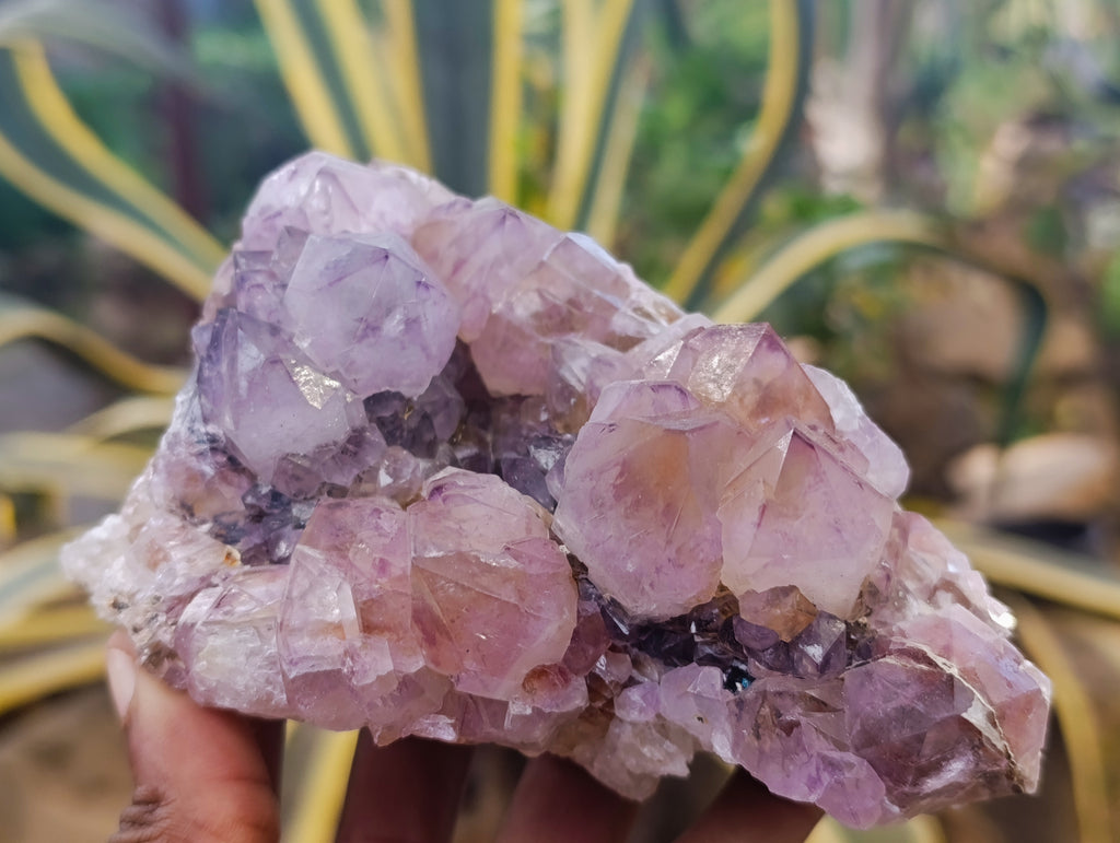 Natural Cactus Flower Smokey Amethyst Spirit Clusters x 3 From South Africa - Toprock Gemstones and Minerals 