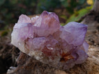 Natural Cactus Flower Smokey Amethyst Spirit Clusters x 3 From South Africa - Toprock Gemstones and Minerals 