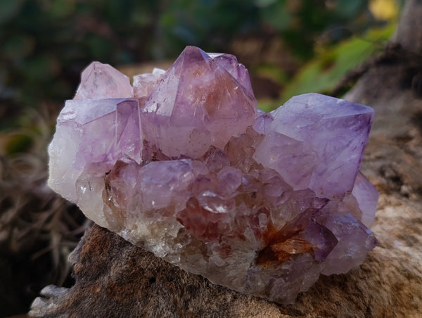 Natural Cactus Flower Smokey Amethyst Spirit Clusters x 3 From South Africa