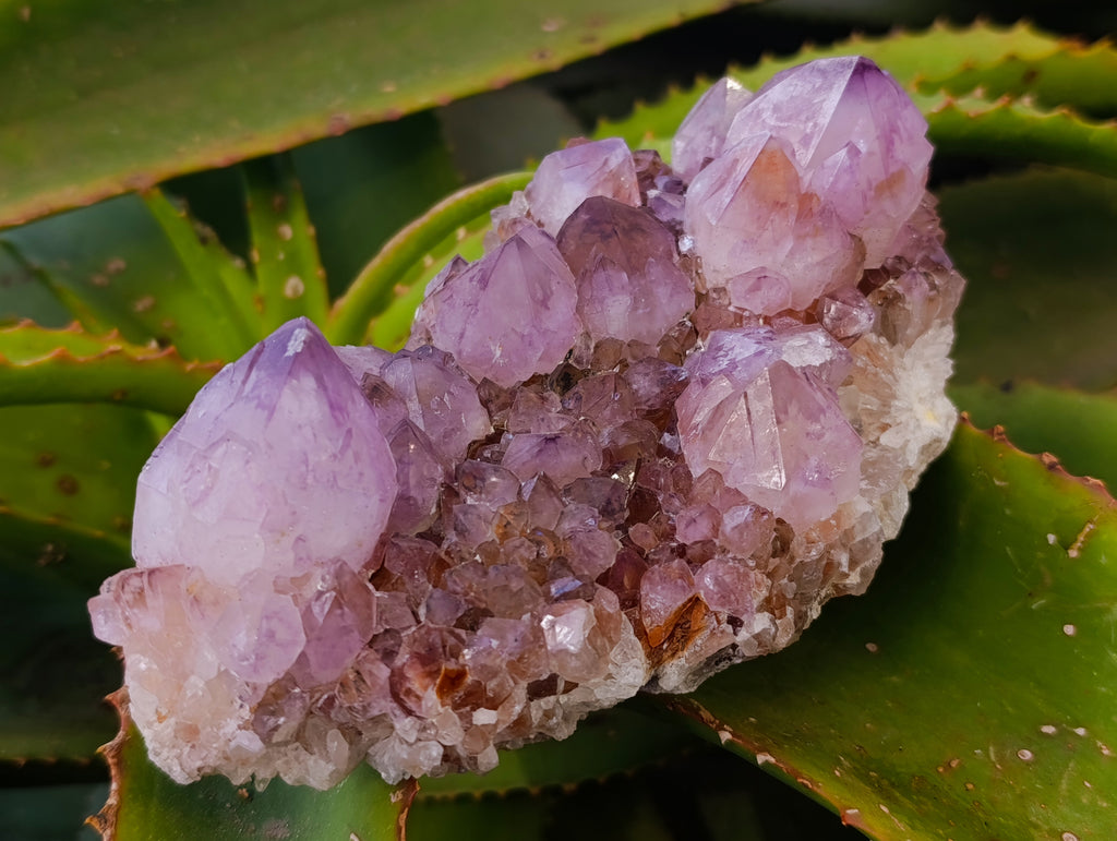 Natural Cactus Flower Smokey Amethyst Spirit Clusters x 3 From South Africa - Toprock Gemstones and Minerals 