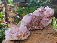 Natural Cactus Flower Smokey Amethyst Spirit Clusters x 3 From South Africa
