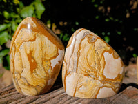 Polished Picture Stone Jasper Standing Free Forms x 2 From Ais-Ais, Namibia