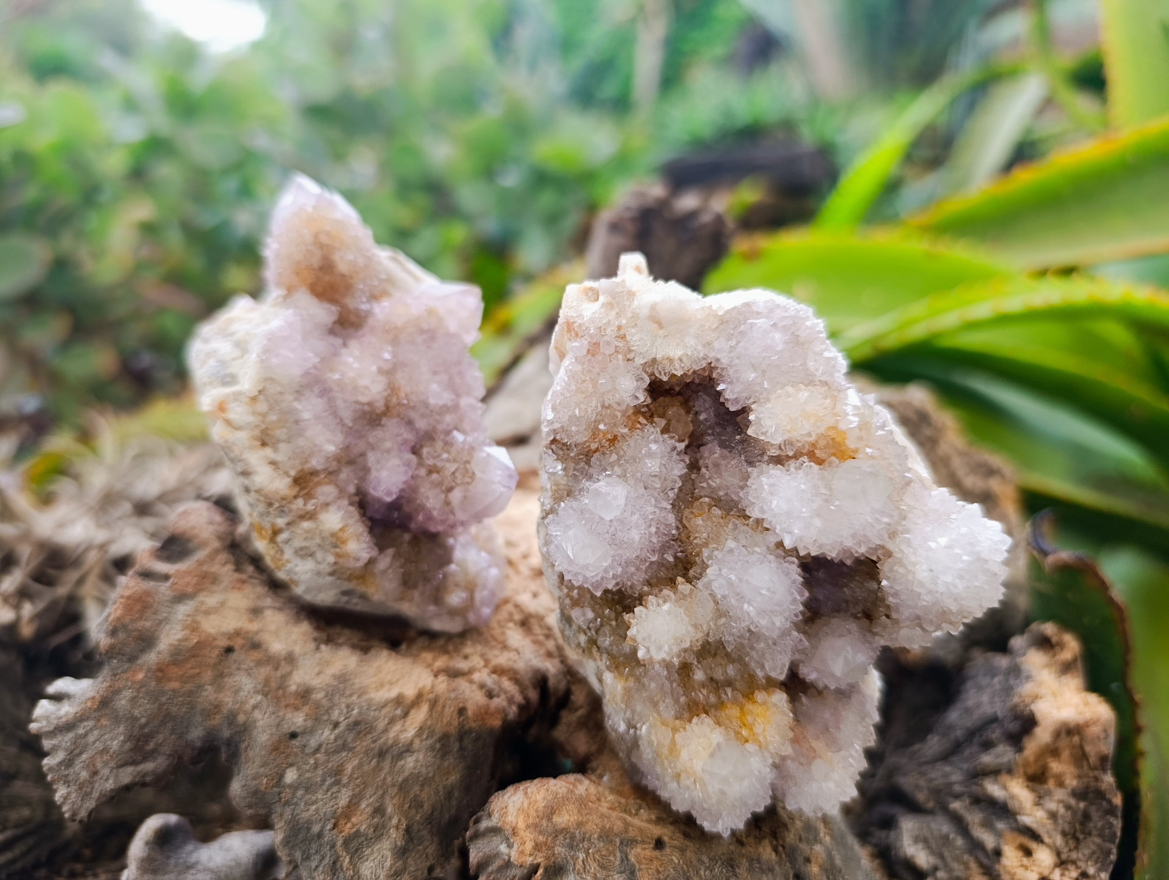 Natural Ametrine Spirit Quartz Clusters x 6 From Boekenhouthoek, South Africa - Toprock Gemstones and Minerals 