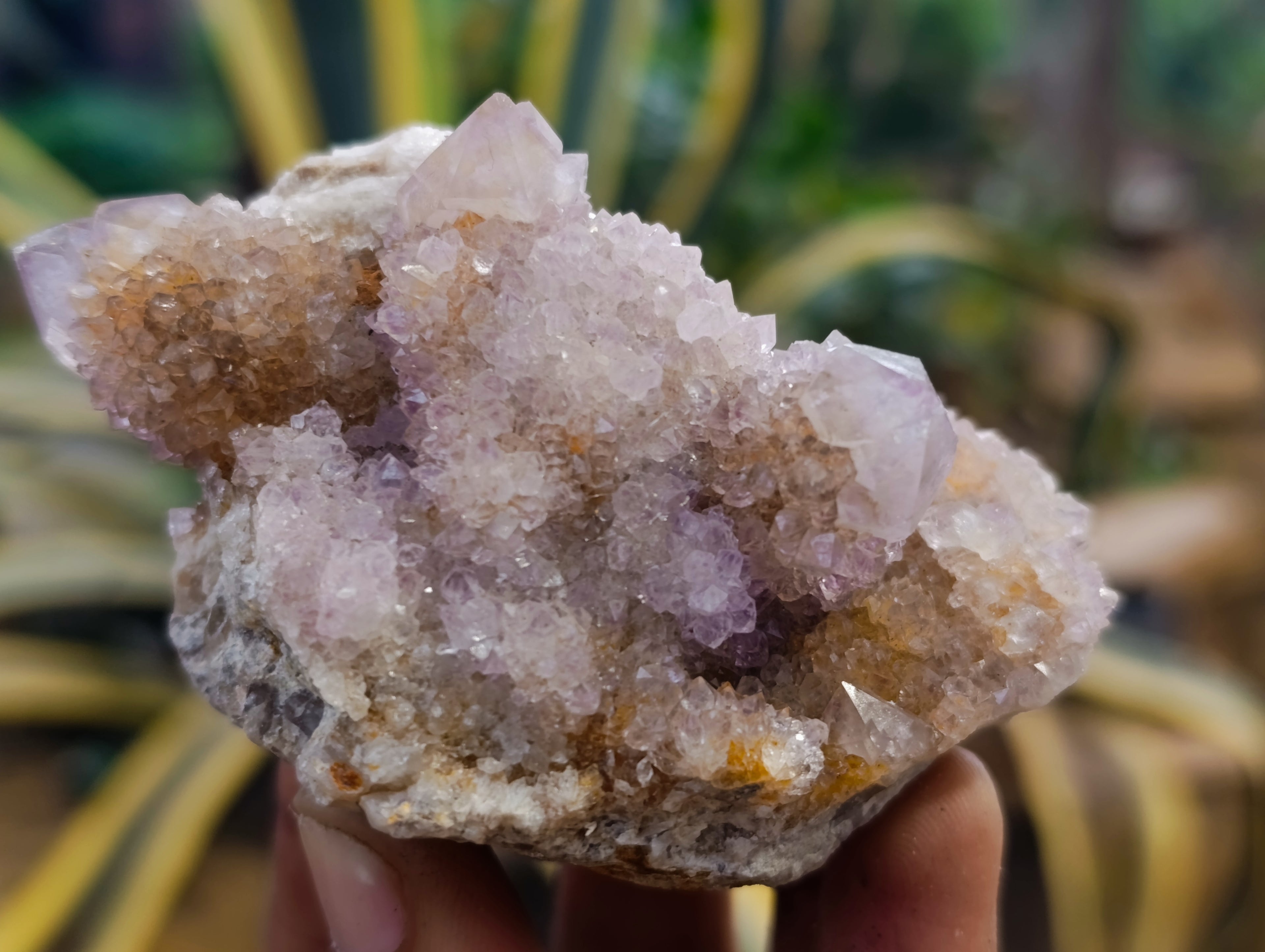 Natural Ametrine Spirit Quartz Clusters x 6 From Boekenhouthoek, South Africa - Toprock Gemstones and Minerals 