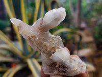 Natural Drusy Quartz Coated Calcite Pseudomorph Specimens x 6 From Alberts Mountain, Lesotho