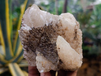 Natural Drusy Quartz Coated Calcite Pseudomorph Specimens x 6 From Alberts Mountain, Lesotho