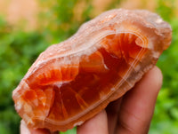 Polished On One Side Red Sashe River Agate Nodules x 24 From Zimbabwe