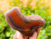 Polished On One Side Red Sashe River Agate Nodules x 24 From Zimbabwe