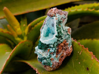 Natural Drusy Coated Chrysocolla with Malachite x 6 From Lupoto Mine, Congo - Toprock Gemstones and Minerals 