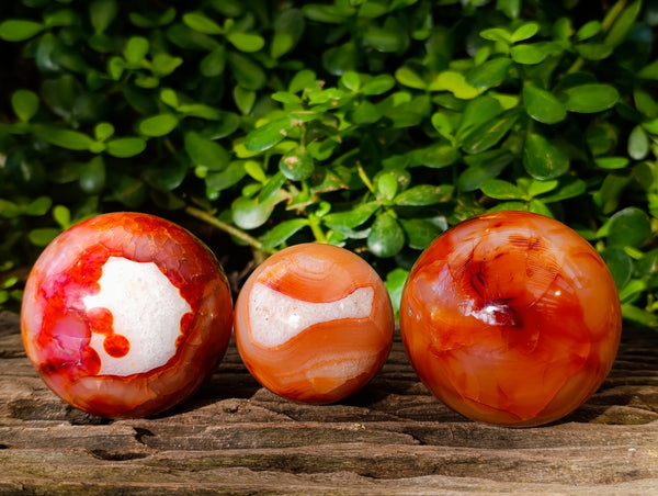 Polished Carnelian Agate Spheres x 3 From Madagascar