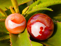 Polished Carnelian Agate Spheres x 3 From Madagascar - Toprock Gemstones and Minerals 