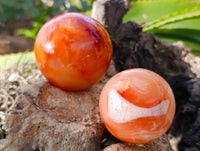 Polished Carnelian Agate Spheres x 3 From Madagascar - Toprock Gemstones and Minerals 