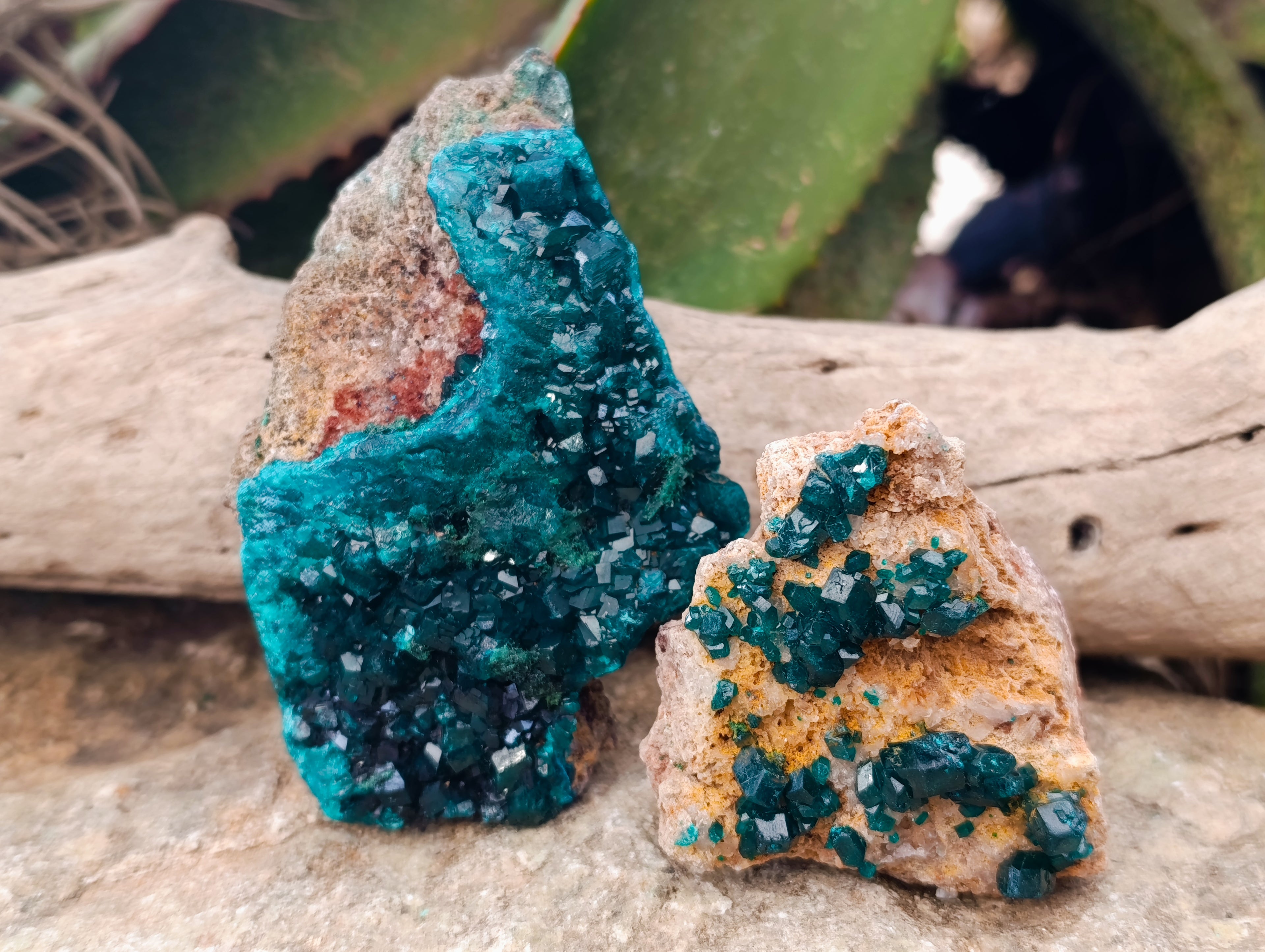 Natural Dioptase with Shattuckite On Dolomite Specimens x 3 From Likasi, Congo - Toprock Gemstones and Minerals 