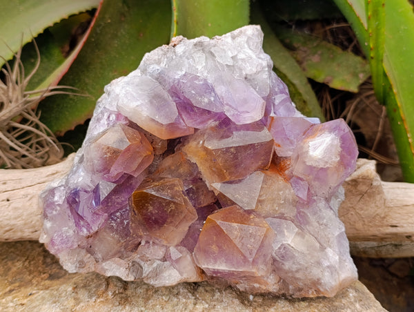Natural Jacaranda Amethyst Quartz Cluster x 1 From Mumbwa, Zambia