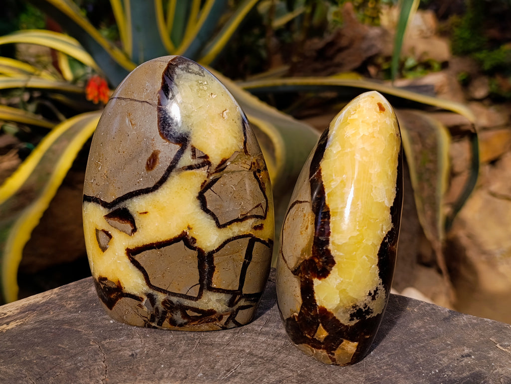 Polished Septerye Standing Free Forms x 2 From Mahajanga, Madagascar - Toprock Gemstones and Minerals 