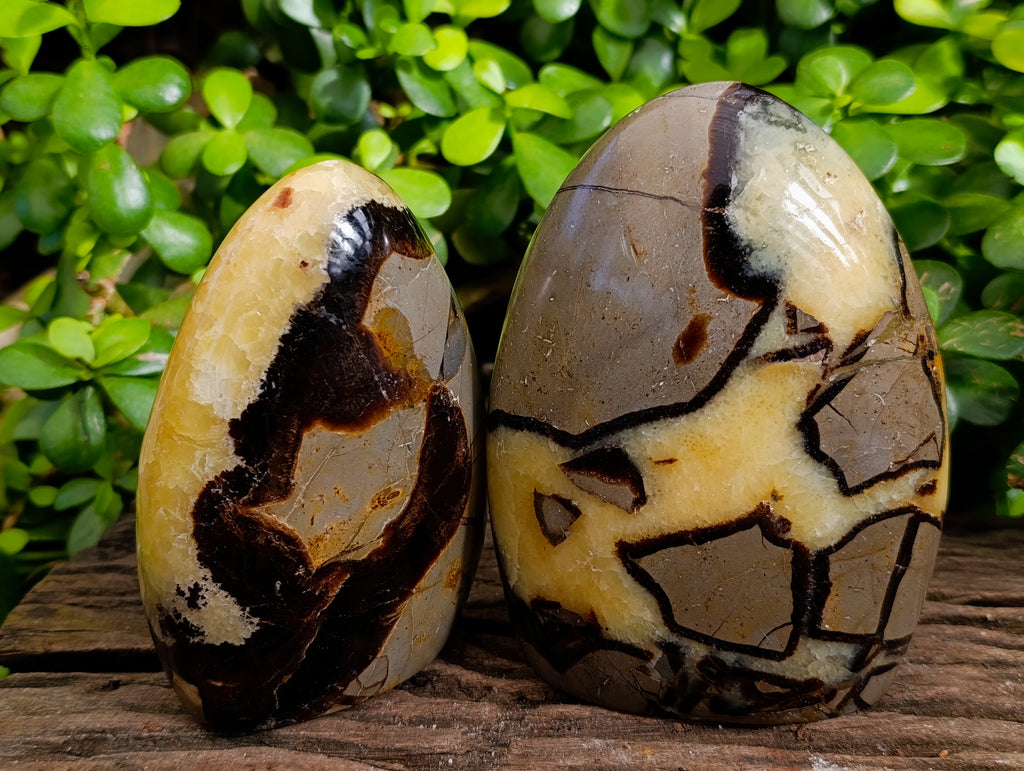 Polished Septerye Standing Free Forms x 2 From Mahajanga, Madagascar - Toprock Gemstones and Minerals 