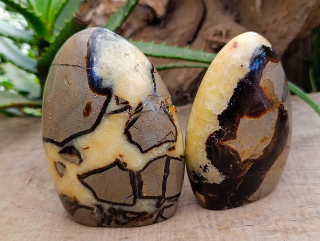 Polished Septerye Standing Free Forms x 2 From Mahajanga, Madagascar - Toprock Gemstones and Minerals 