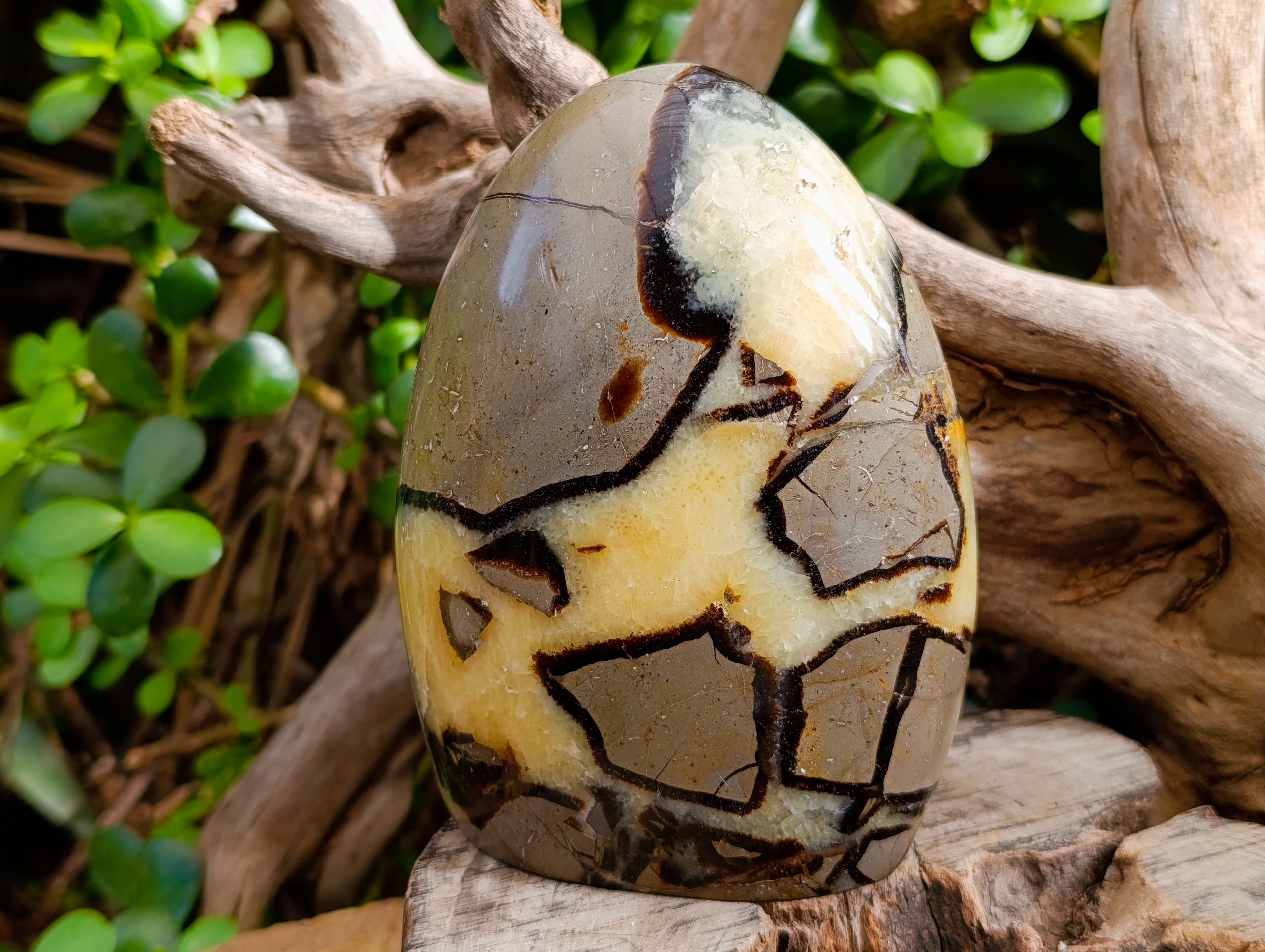 Polished Septerye Standing Free Forms x 2 From Mahajanga, Madagascar - Toprock Gemstones and Minerals 