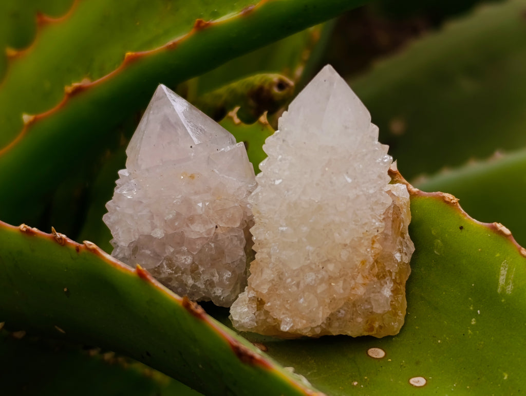 Natural Mixed Spirit Quartz Crystals x 35 From Boekenhouthoek, South Africa - Toprock Gemstones and Minerals 