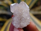 Natural Mixed Spirit Quartz Crystals x 35 From Boekenhouthoek, South Africa - Toprock Gemstones and Minerals 