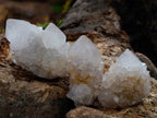 Natural Mixed Spirit Quartz Crystals x 35 From Boekenhouthoek, South Africa - Toprock Gemstones and Minerals 